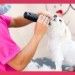 Happy Puppy – Professional Pet Grooming In Dubai