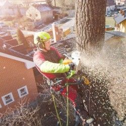 Coventry Tree Services 