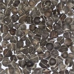 Exporters of Moringa Seed Without Wings