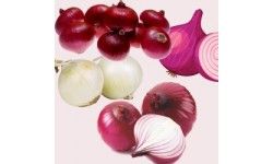 Export Quility Onion