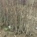 Pear Sapling