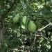 Pear Sapling