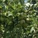Pear Sapling