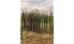 Pear Sapling