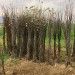 Pear Sapling