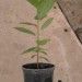 Aronia Sapling