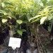 Avacado Sapling