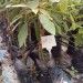 Avacado Sapling