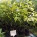 Avacado Sapling