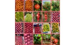 Fruits and Vegetables