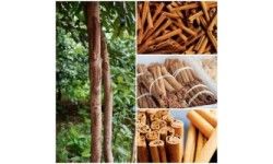 True Cinnamon from Indonesia: Herbs and Spices