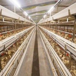 Broiler Chicken Cages For Sale