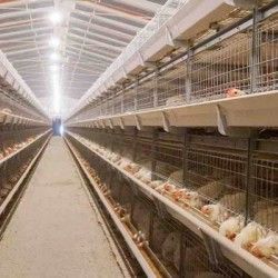 Automatic Broiler Cages for Sale in Zimbabwe Poultry Equipment Factory