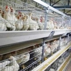 20000 Chickens Automatic Battery Cage System Price in Nigeria