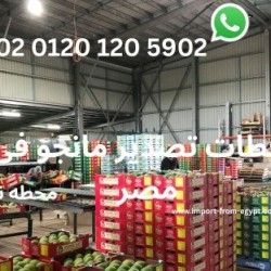 mango exporter