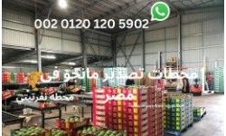 mango exporter