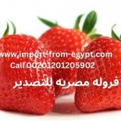 Nefertiti Strawberry Exporter