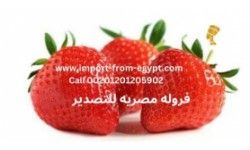 Nefertiti Strawberry Exporter
