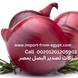 ​Nefertiti Onion Exporter: