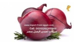 Nefertiti Onion Exporter: