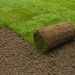 Best Grass For Lawn In India – Lush, Durable, And Low Maintenance