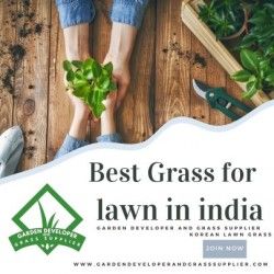 Best Grass for Lawn in India – Lush, Durable, and Low Maintenance