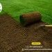 Best Grass For Lawn In India – Lush, Durable, And Low Maintenance