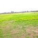 Nilgiri Grass Manufacturers In Delhi Ncr – Premium Quality For Your Lawn