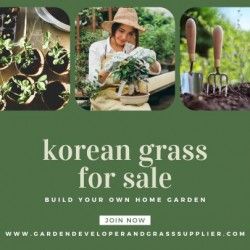 Korean Lawn Grass – Ideal for Lush, Green Lawns in India