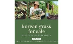 Korean Lawn Grass – Ideal for Lush, Green Lawns in India