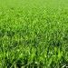 Korean Lawn Grass – Ideal For Lush, Green Lawns In India