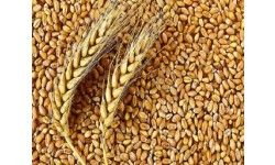 Indian Wheat